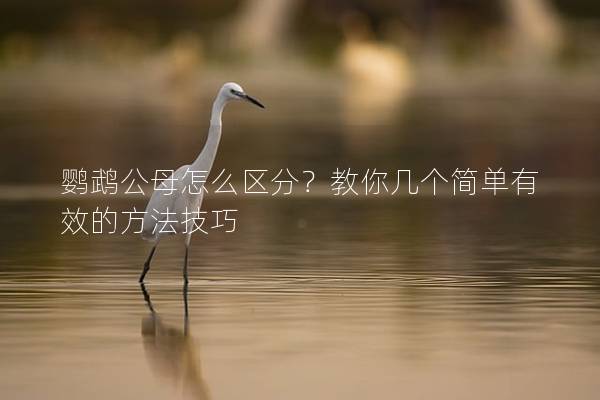 鹦鹉公母怎么区分？教你几个简单有效的方法技巧