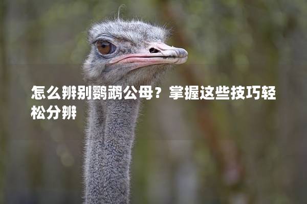 怎么辨别鹦鹉公母？掌握这些技巧轻松分辨