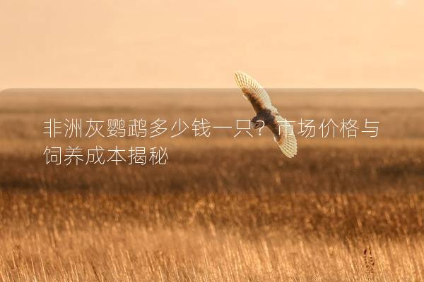 非洲灰鹦鹉多少钱一只？市场价格与饲养成本揭秘