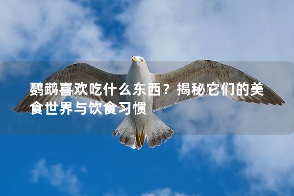鹦鹉喜欢吃什么东西？揭秘它们的美食世界与饮食习惯