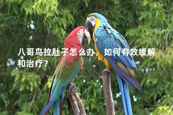 八哥鸟拉肚子怎么办，如何有效缓解和治疗？