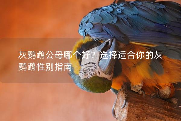 灰鹦鹉公母哪个好？选择适合你的灰鹦鹉性别指南