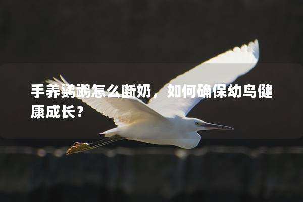 手养鹦鹉怎么断奶，如何确保幼鸟健康成长？