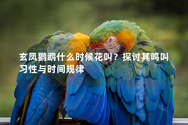 玄凤鹦鹉什么时候花叫？探讨其鸣叫习性与时间规律