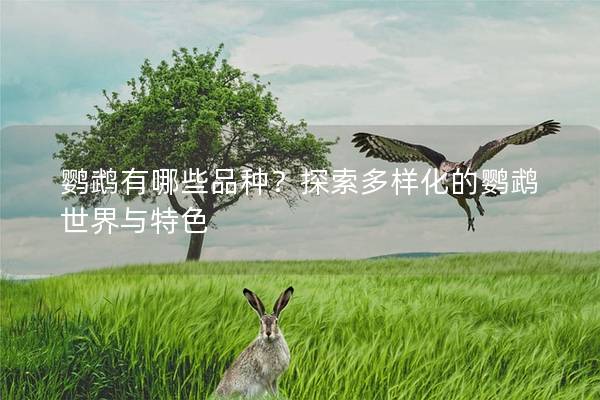 鹦鹉有哪些品种？探索多样化的鹦鹉世界与特色