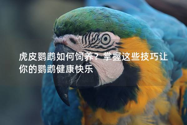 虎皮鹦鹉如何饲养？掌握这些技巧让你的鹦鹉健康快乐