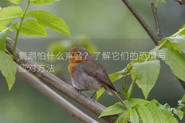 鹦鹉怕什么声音？了解它们的恐惧与应对方法