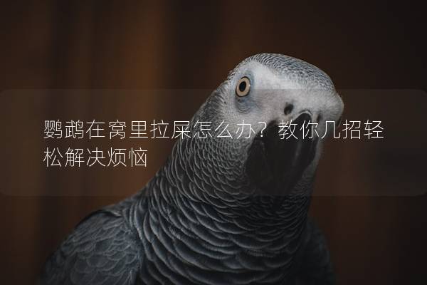 鹦鹉在窝里拉屎怎么办？教你几招轻松解决烦恼