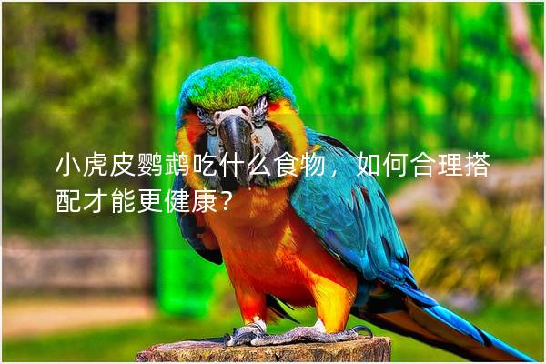 小虎皮鹦鹉吃什么食物，如何合理搭配才能更健康？