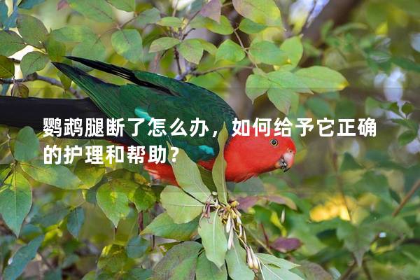 鹦鹉腿断了怎么办，如何给予它正确的护理和帮助？