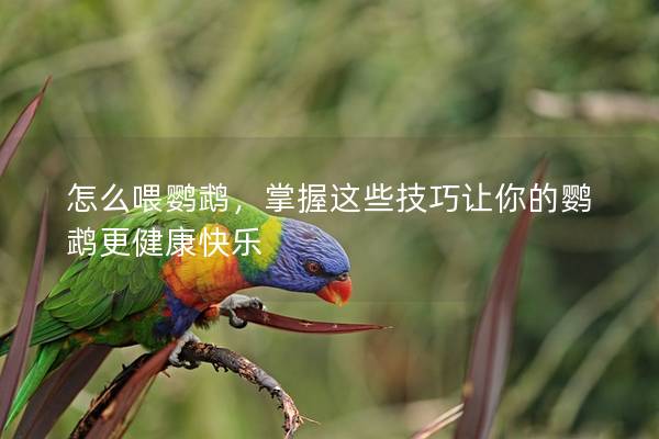 怎么喂鹦鹉，掌握这些技巧让你的鹦鹉更健康快乐