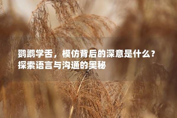 鹦鹉学舌，模仿背后的深意是什么？探索语言与沟通的奥秘