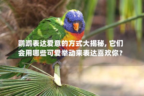 鹦鹉表达爱意的方式大揭秘, 它们会用哪些可爱举动来表达喜欢你？