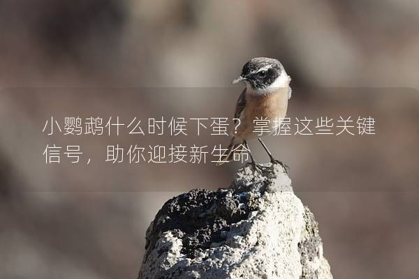 小鹦鹉什么时候下蛋？掌握这些关键信号，助你迎接新生命