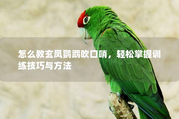 怎么教玄凤鹦鹉吹口哨，轻松掌握训练技巧与方法