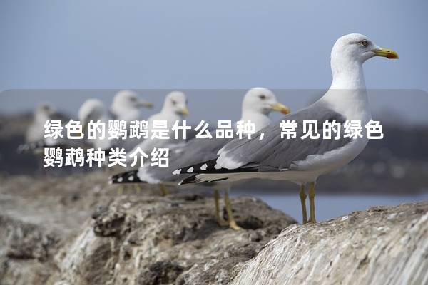 绿色的鹦鹉是什么品种，常见的绿色鹦鹉种类介绍