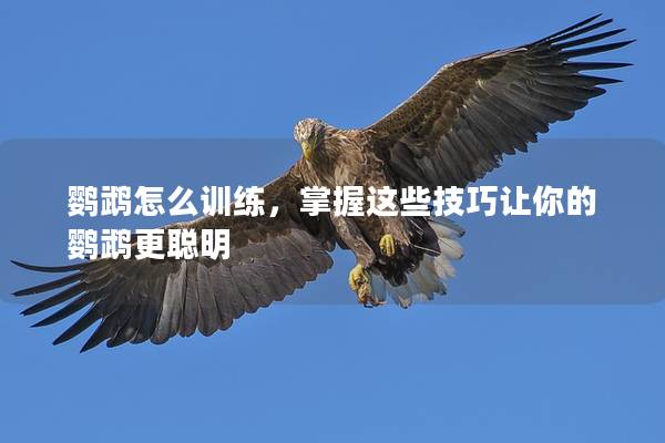 鹦鹉怎么训练，掌握这些技巧让你的鹦鹉更聪明