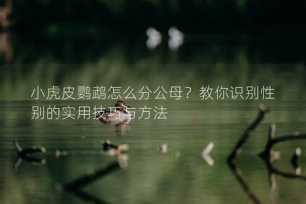 小虎皮鹦鹉怎么分公母？教你识别性别的实用技巧与方法