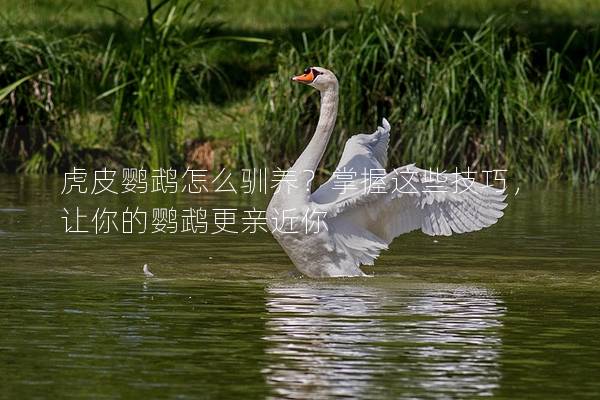 虎皮鹦鹉怎么驯养？掌握这些技巧，让你的鹦鹉更亲近你