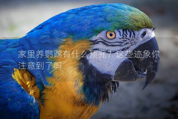 家里养鹦鹉有什么预兆？这些迹象你注意到了吗