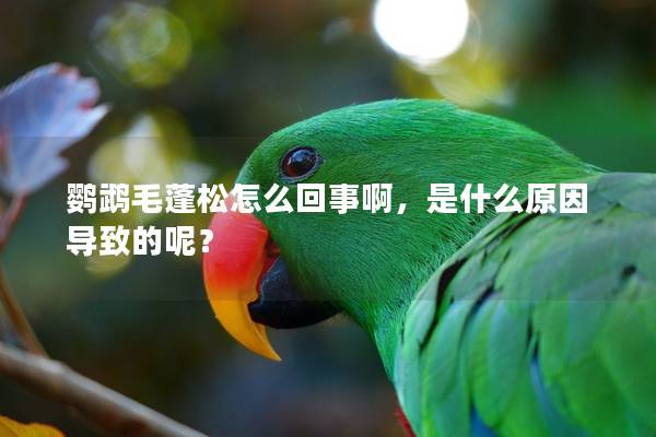 鹦鹉毛蓬松怎么回事啊，是什么原因导致的呢？