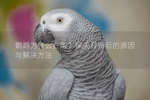 鹦鹉为什么打架？探究其背后的原因与解决方法