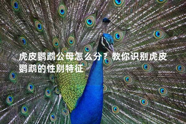 虎皮鹦鹉公母怎么分？教你识别虎皮鹦鹉的性别特征