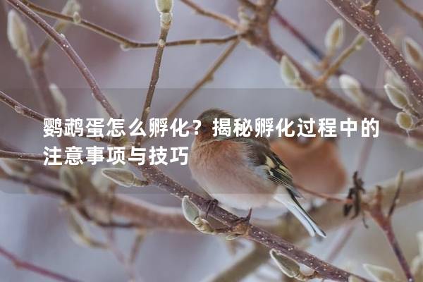 鹦鹉蛋怎么孵化？揭秘孵化过程中的注意事项与技巧