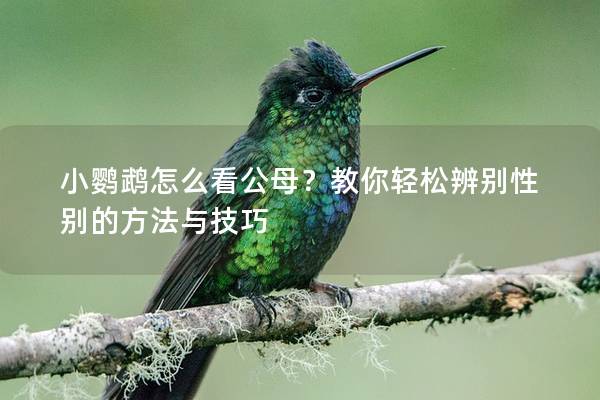 小鹦鹉怎么看公母？教你轻松辨别性别的方法与技巧