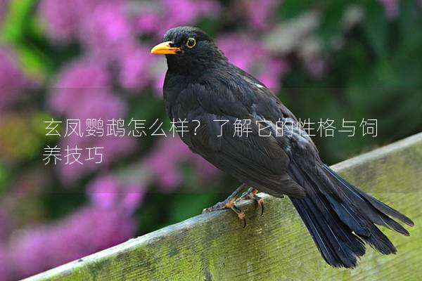 玄凤鹦鹉怎么样？了解它的性格与饲养技巧