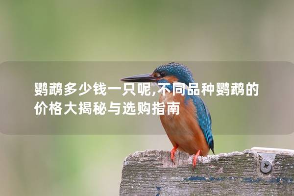 鹦鹉多少钱一只呢,不同品种鹦鹉的价格大揭秘与选购指南