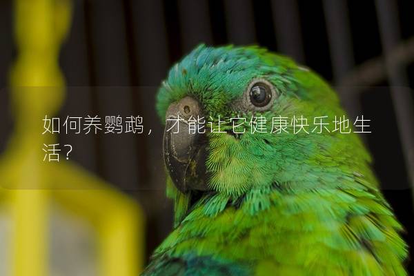 如何养鹦鹉，才能让它健康快乐地生活？