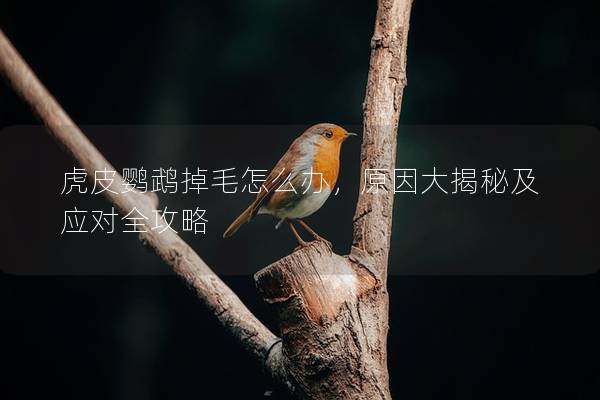 虎皮鹦鹉掉毛怎么办，原因大揭秘及应对全攻略