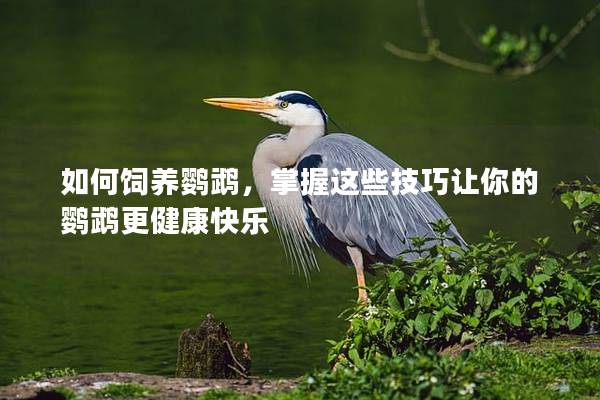 如何饲养鹦鹉，掌握这些技巧让你的鹦鹉更健康快乐