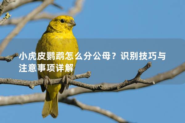 小虎皮鹦鹉怎么分公母？识别技巧与注意事项详解