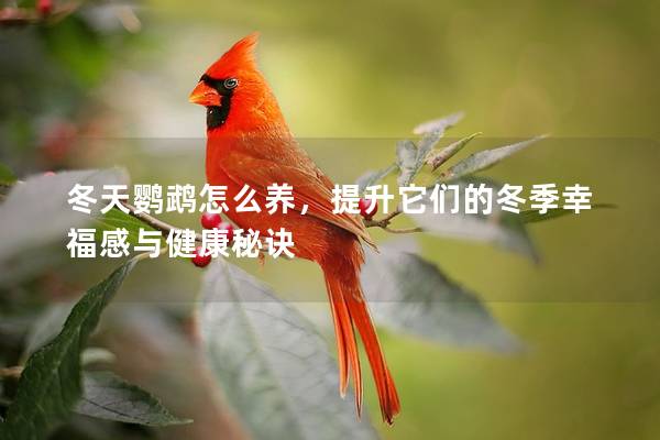 冬天鹦鹉怎么养，提升它们的冬季幸福感与健康秘诀