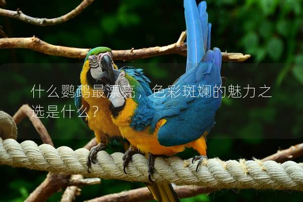 什么鹦鹉最漂亮，色彩斑斓的魅力之选是什么？
