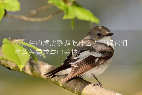 刚出生的虎皮鹦鹉吃什么？了解它们的营养需求与喂养技巧