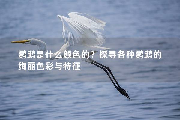 鹦鹉是什么颜色的？探寻各种鹦鹉的绚丽色彩与特征