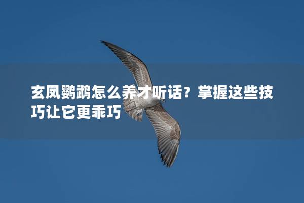 玄凤鹦鹉怎么养才听话？掌握这些技巧让它更乖巧