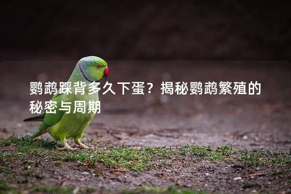 鹦鹉踩背多久下蛋？揭秘鹦鹉繁殖的秘密与周期