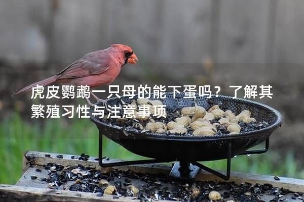 虎皮鹦鹉一只母的能下蛋吗？了解其繁殖习性与注意事项