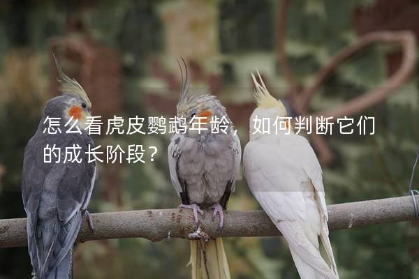 怎么看虎皮鹦鹉年龄，如何判断它们的成长阶段？