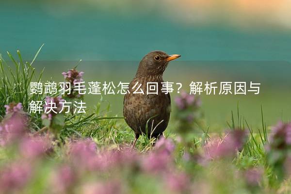 鹦鹉羽毛蓬松怎么回事？解析原因与解决方法