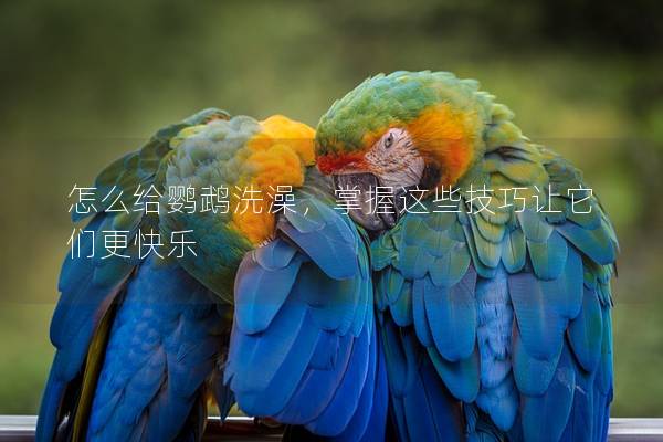 怎么给鹦鹉洗澡，掌握这些技巧让它们更快乐