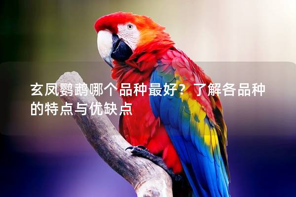 玄凤鹦鹉哪个品种最好？了解各品种的特点与优缺点