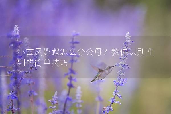小玄凤鹦鹉怎么分公母？教你识别性别的简单技巧