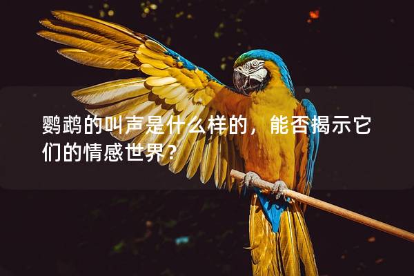 鹦鹉的叫声是什么样的，能否揭示它们的情感世界？