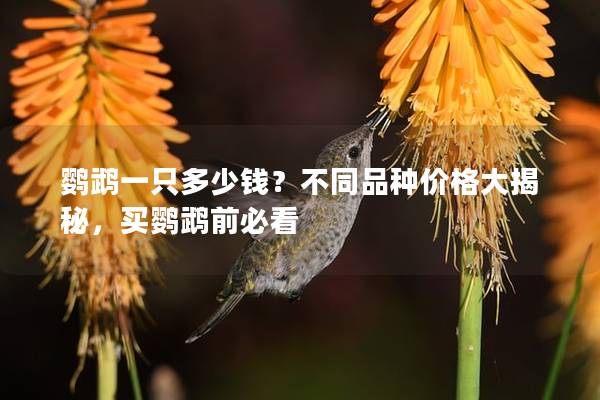 鹦鹉一只多少钱？不同品种价格大揭秘，买鹦鹉前必看