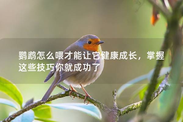 鹦鹉怎么喂才能让它健康成长，掌握这些技巧你就成功了